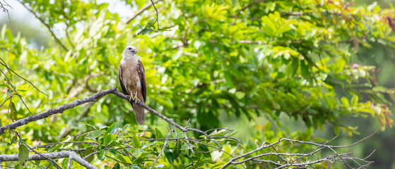 Juvenile Brahminy Kite perched on a tree branch, green foliage in the background.