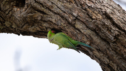 Rose-ringed parakeet male hangs down the edge on a cavity in the tree trunk.