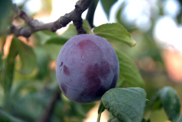 plums on the tree