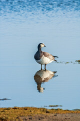 Barnacle Goose (Branta leucopsis) in Barents Sea coastal area