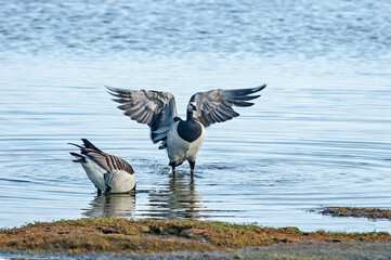 Barnacle Geese (Branta leucopsis) in Barents Sea coastal area