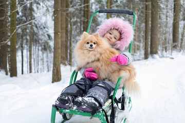 Pomeranian sledding with kid. Dog riding with child on sled. activities, wintertime, pastime, leisure, childhood with pet outdoor. Girl and spitz playing on snow, walking in winter park