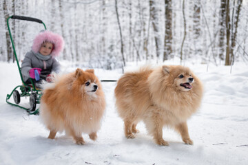 Two Pomeranian carrying, pulling child in sled. outdoor activities, wintertime, pastime, leisure,...