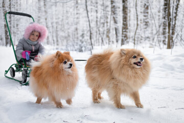 Two Pomeranian carrying, pulling child in sled. outdoor activities, wintertime, pastime, leisure, childhood with pet. Dog and little cute girl sledding, walking in winter park. Kid and spitz playing