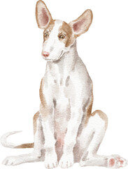 Obraz premium Ibizan hound puppy illustration