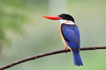 bright blue bird with proud stance on curve branch in elegance nature, kingfisher in beautiful moments