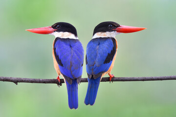 two of red bills, blue wings, black head and brown belly birds closely perching together on straight branch expose over fine blur green background