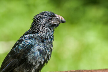 Groove-billed Ani (Crotophaga sulcirostris) in tropical forest of Papaturro River area, Nicaragua