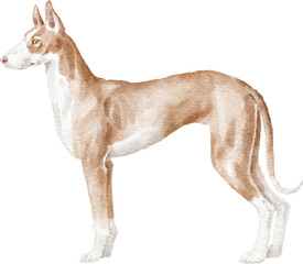 Ibizan hound illustration