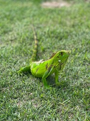 green lizard on the grass