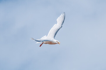 Obraz premium Glaucous Gull (Larus hyperboreus) in Barents Sea coastal area