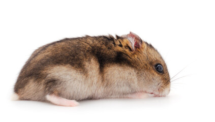 Dwarf gray hamster.