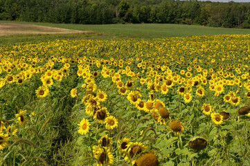 Un champs de tournesol en fleur
