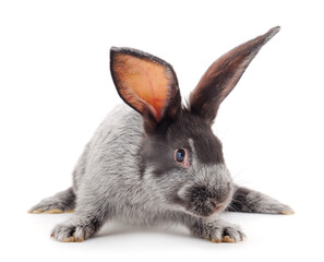 Gray rabbit isolated.