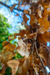 Yellow leaves under a blue sky