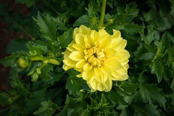 A yellow dahlia shown up close surrounded by lush greenery and a closed bud. 