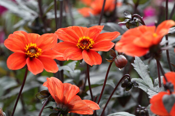 Dahlia 'Bishop of Oxford' in flower. © Alexandra