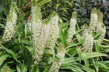 Obraz premium Eucomis pallidiflora, pineapple lily in flower.