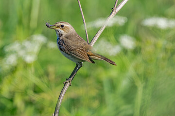 Bluethroat (Luscinia svecica) female in meadow