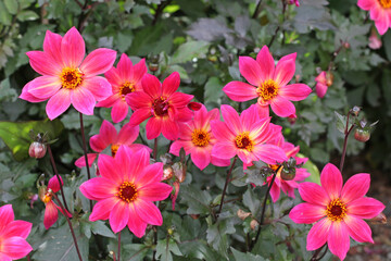 Pink Dahlia' Twyning's Revel' in flower.