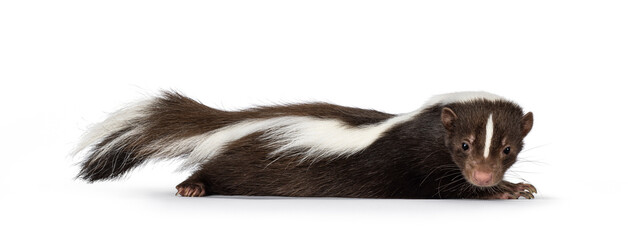 Cute classic brown with white striped young skunk aka Mephitis mephitis, laying down flat side ways. Looking  towards camera. Isolated on a white background.