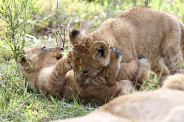 Two baby lions cubs playing and wrestling on green grass, a closeup