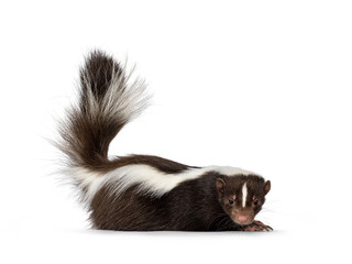 Cute classic brown with white striped young skunk aka Mephitis mephitis, laying down flat side ways. Looking  towards camera with tail high up. Isolated on a white background.