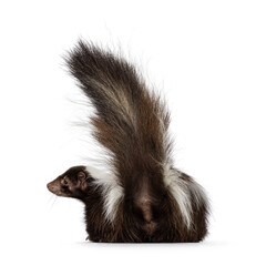 Naklejka premium Back side of classic brown with white striped young skunk aka Mephitis mephitis, laying down flat showing butt. Looking away from camera with tail high up ready to spray. Isolated on a white backgroun