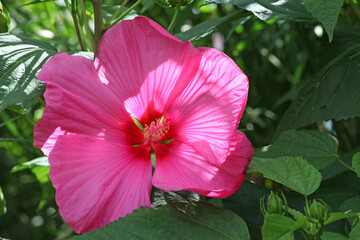 Pink tropical Hibiscus in flower.