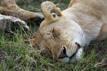 Portrait of an adult lioness sleeping on green grass