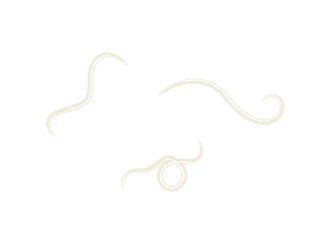 アニサキスのイラスト