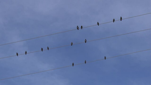 birds on the wire