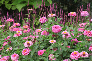 Obraz premium Zinnia elegans 'Super Yoga Rose' in flower.