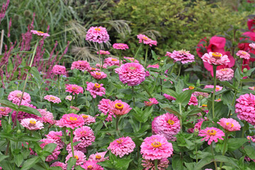 Zinnia elegans 'Super Yoga Rose' in flower.