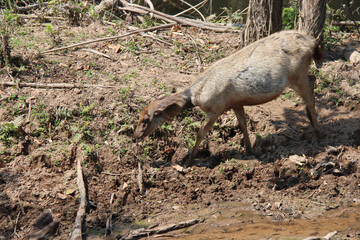 deer in thailand