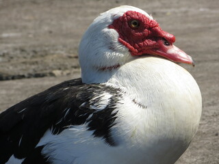 portrait of a duck