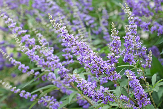 Purple Chaste Tree in flower.
