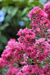 Lagerstroemia indica, the crape myrtle in flower.