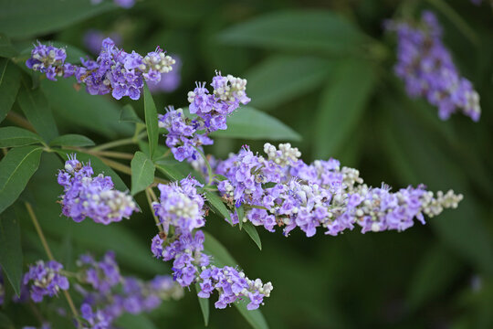 Purple Chaste Tree in flower.