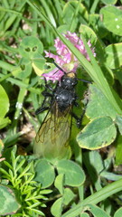 Large, black wasp on a pink clover flower in the grass in Cotacachi, Ecuador