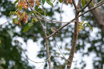 Eastern Phoebe in a tree perch
