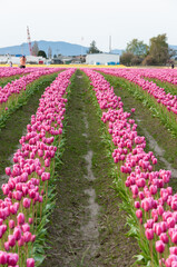 A portrait shot of rows of pink tulip field at the Skagit Valley Tulip Festival, La Conner, USA