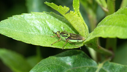 Green and brown fly on a leaf in Cotacachi, Ecuador