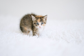 Little kitten on a white blanket. Kitty two months	   