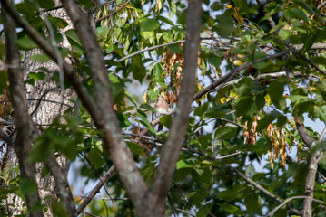 Eastern Bluebird in a tree