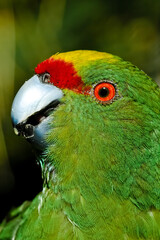 Yellow-fronted Parakeet (Cyanoramphus auriceps)