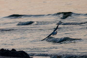Seagull on the beach - obrazy, fototapety, plakaty