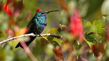 Sparkling violetear (Colibri coruscans) hummingbird perched on a branch in a garden with red flowers, in Cotacachi, Ecuador