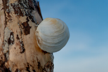 Seashell in the tree - obrazy, fototapety, plakaty