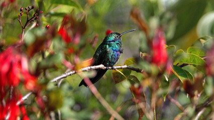 Sparkling violetear (Colibri coruscans) hummingbird perched on a branch in a garden with red flowers, in Cotacachi, Ecuador
